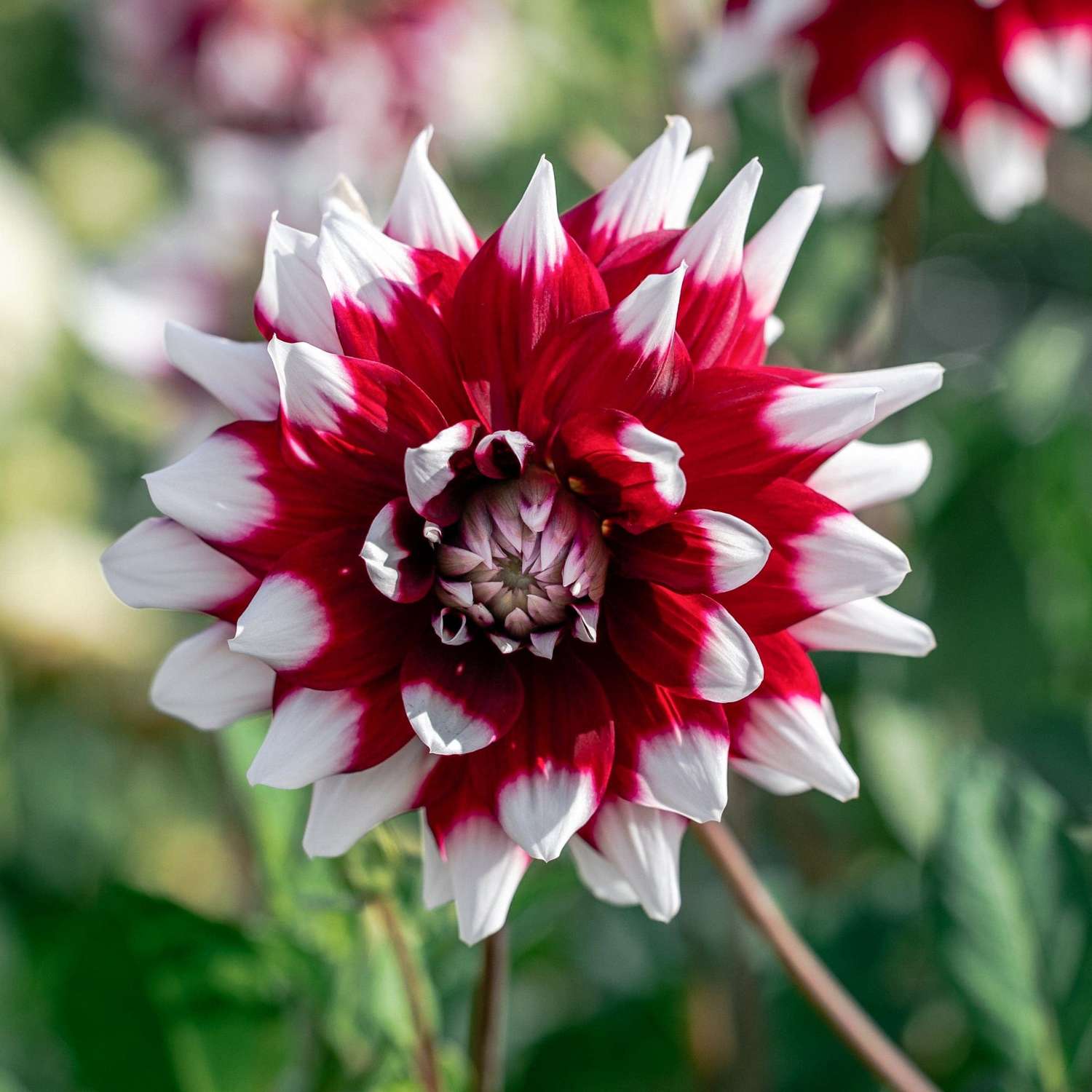 Dahlie 'Mystery Day'